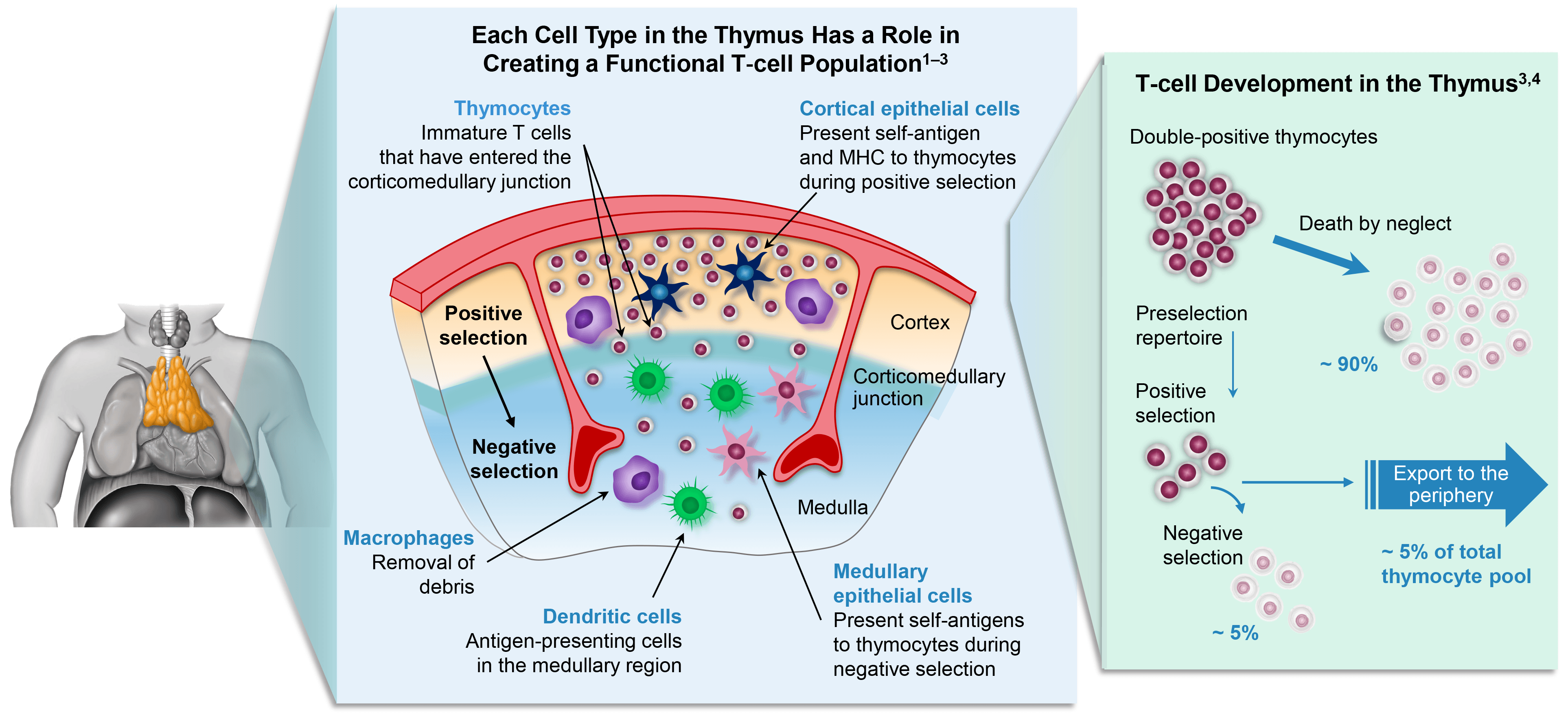 A textbook illustration showing the role of a functional thymus