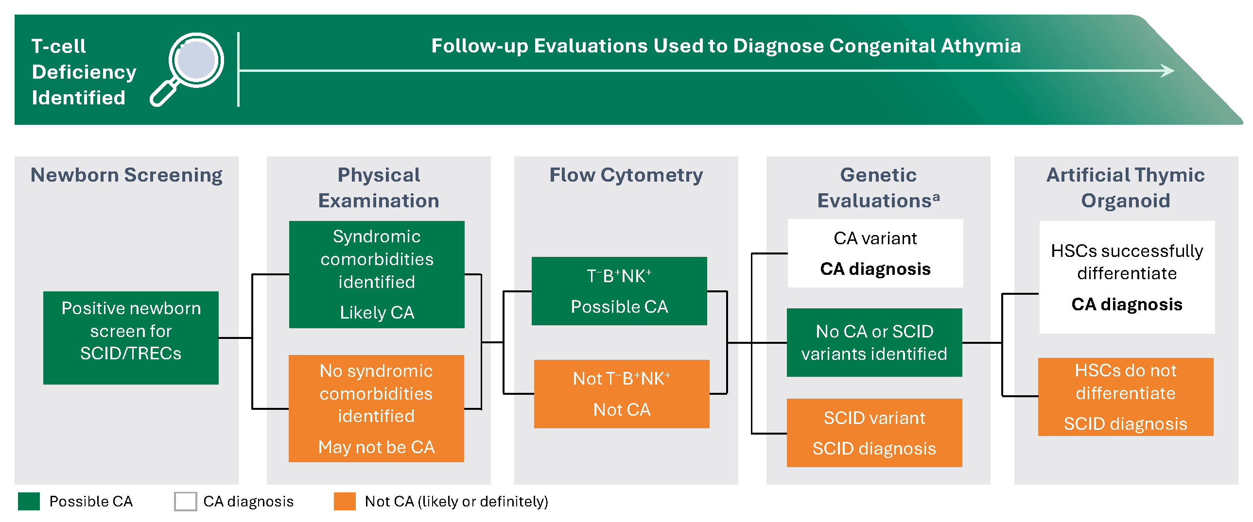 A chart showing the follow-up evaluations uesd to diagnose congenital athymia after T-cell deficiency is identified