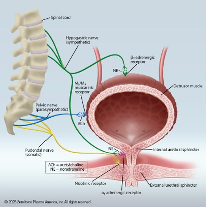 A textbook illustration showing the neural control of bladder function